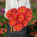Dahlia Decorative - Firepot - Caribbean garden seed
