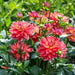 Dahlia Decorative - Firepot - Caribbean garden seed