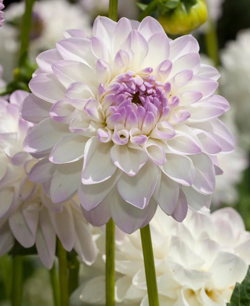 Dahlia Decorative - Eveline - Caribbean garden seed