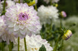 Dahlia Decorative - Eveline - Caribbean garden seed