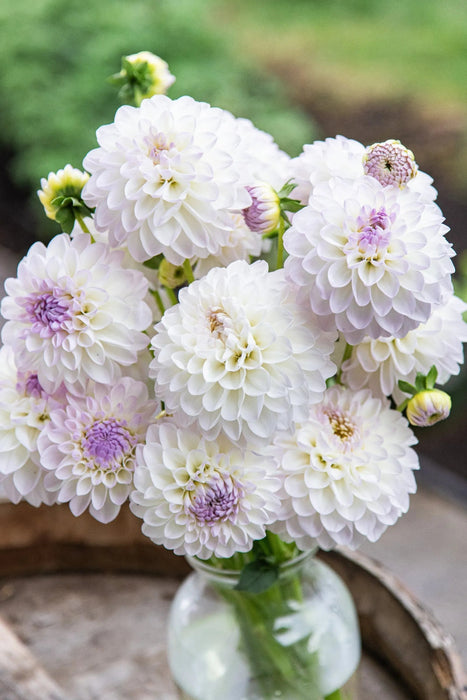 Dahlia Decorative - Eveline - Caribbean garden seed