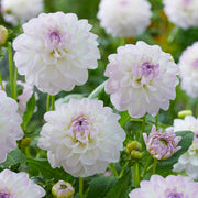 Dahlia Decorative - Eveline - Caribbean garden seed
