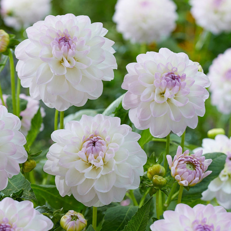 Dahlia Decorative - Eveline - Caribbean garden seed