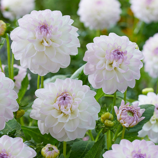 Dahlia Decorative - Eveline - Caribbean garden seed