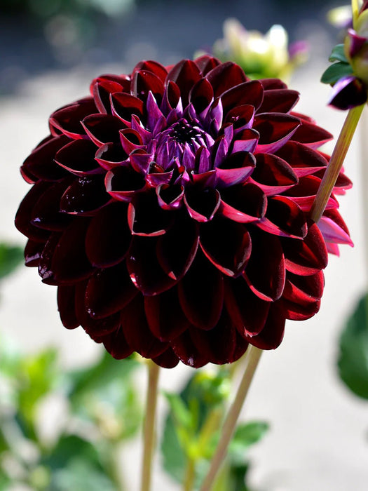 Dahlia Decorative - Arabian Night - Caribbean garden seed