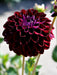 Dahlia Decorative - Arabian Night - Caribbean garden seed