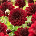 Dahlia Decorative - Arabian Night - Caribbean garden seed