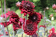 Dahlia Decorative - Arabian Night - Caribbean garden seed
