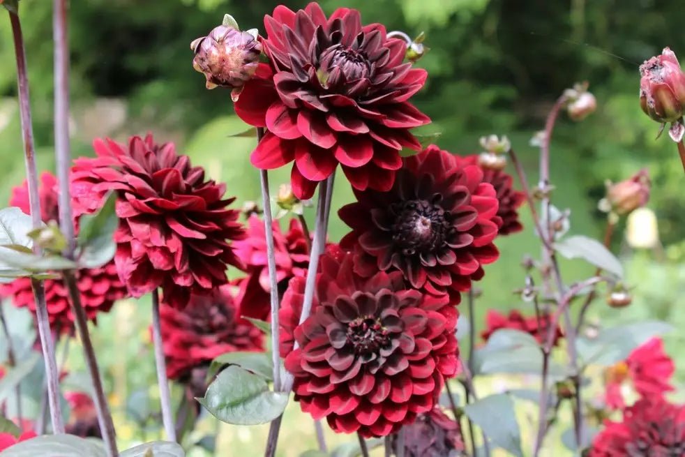 Dahlia Decorative - Arabian Night - Caribbean garden seed