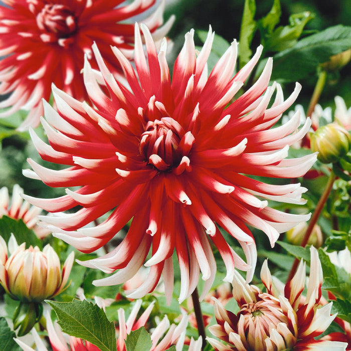 Dahlia Cactus - friquolet - Caribbean garden seed