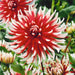Dahlia Cactus - friquolet - Caribbean garden seed