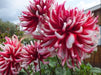 Dahlia Cactus - friquolet - Caribbean garden seed
