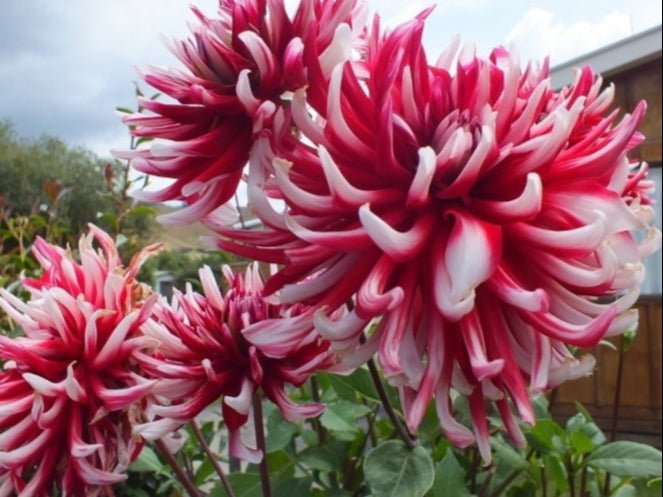 Dahlia Cactus - friquolet - Caribbean garden seed