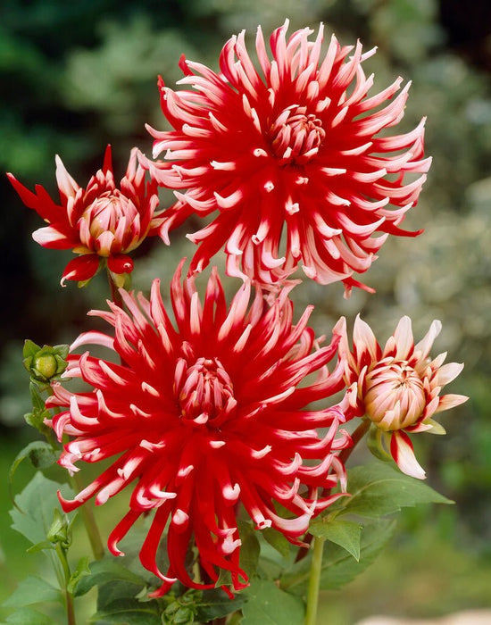 Dahlia Cactus - friquolet - Caribbean garden seed