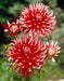 Dahlia Cactus - friquolet - Caribbean garden seed