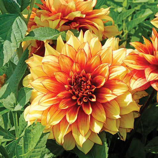 Dahlia Dinnerplate -  Dazzling Magic - Caribbean garden seed