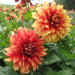 Dahlia Dinnerplate -  Dazzling Magic - Caribbean garden seed