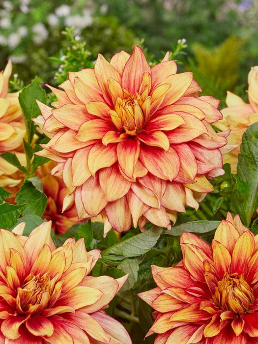 Dahlia Dinnerplate -  Dazzling Magic - Caribbean garden seed