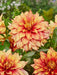 Dahlia Dinnerplate -  Dazzling Magic - Caribbean garden seed