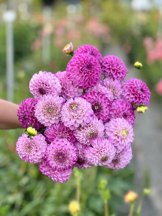 BALL Dahlia - Genova - Caribbean garden seed
