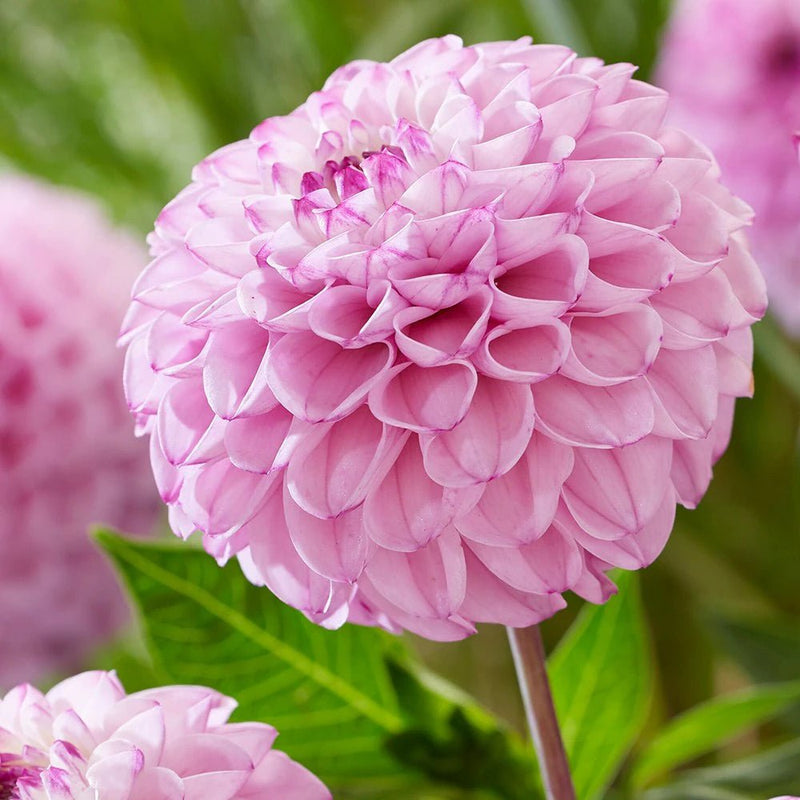 BALL Dahlia - Genova - Caribbean garden seed