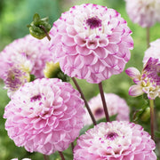 BALL Dahlia - Genova - Caribbean garden seed
