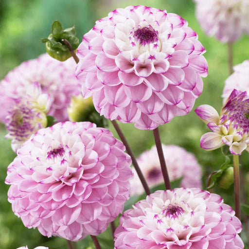 BALL Dahlia - Genova - Caribbean garden seed