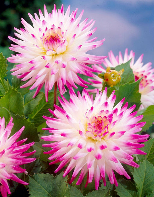 Dahlia Cactus - Hayley Jane - Caribbean garden seed