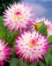 Dahlia Cactus - Hayley Jane - Caribbean garden seed
