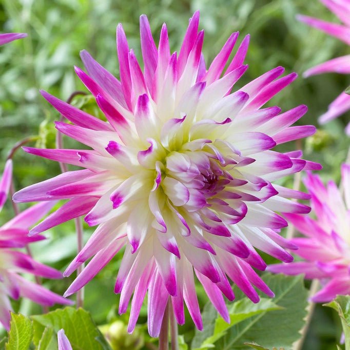 Dahlia Cactus - Hayley Jane - Caribbean garden seed