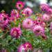 Dahlia Cactus - Hayley Jane - Caribbean garden seed