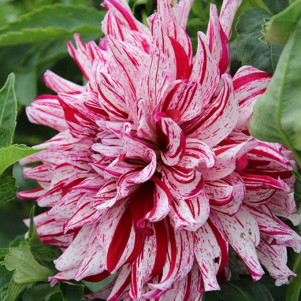 Dahlia - DinnerPlate - Bristol Stripe - Caribbean garden seed