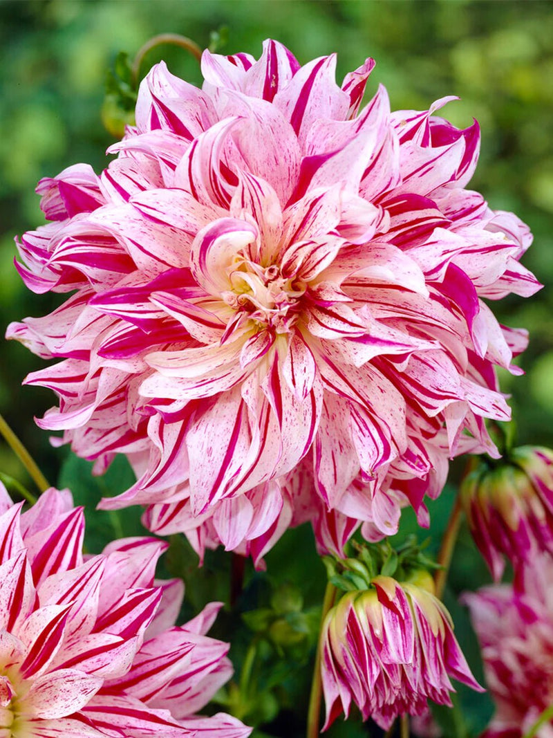 Dahlia - DinnerPlate - Bristol Stripe - Caribbean garden seed