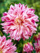Dahlia - DinnerPlate - Bristol Stripe - Caribbean garden seed