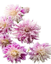 Dahlia - DinnerPlate - Bristol Stripe - Caribbean garden seed