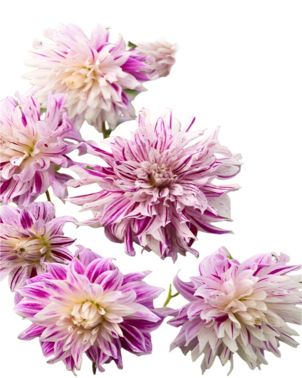 Dahlia - DinnerPlate - Bristol Stripe - Caribbean garden seed