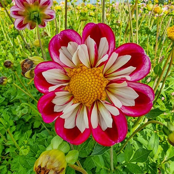 Dahlias - Anemone Flowering - Bumble Rumble - Caribbean garden seed