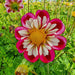 Dahlias - Anemone Flowering - Bumble Rumble - Caribbean garden seed