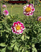 Dahlias - Anemone Flowering - Bumble Rumble - Caribbean garden seed