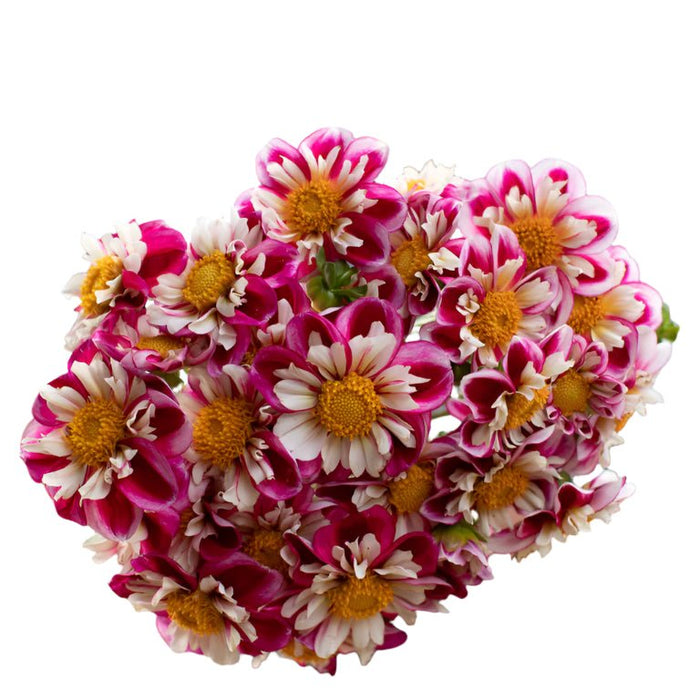 Dahlias - Anemone Flowering - Bumble Rumble - Caribbean garden seed