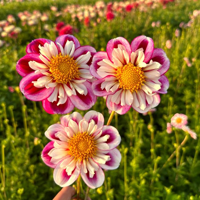 Dahlias - Anemone Flowering - Bumble Rumble - Caribbean garden seed