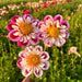 Dahlias - Anemone Flowering - Bumble Rumble - Caribbean garden seed
