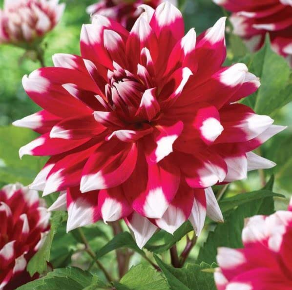 DAHLIA - Dinnerplate - Red Empire - Caribbean garden seed