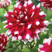 DAHLIA - Dinnerplate - Red Empire - Caribbean garden seed