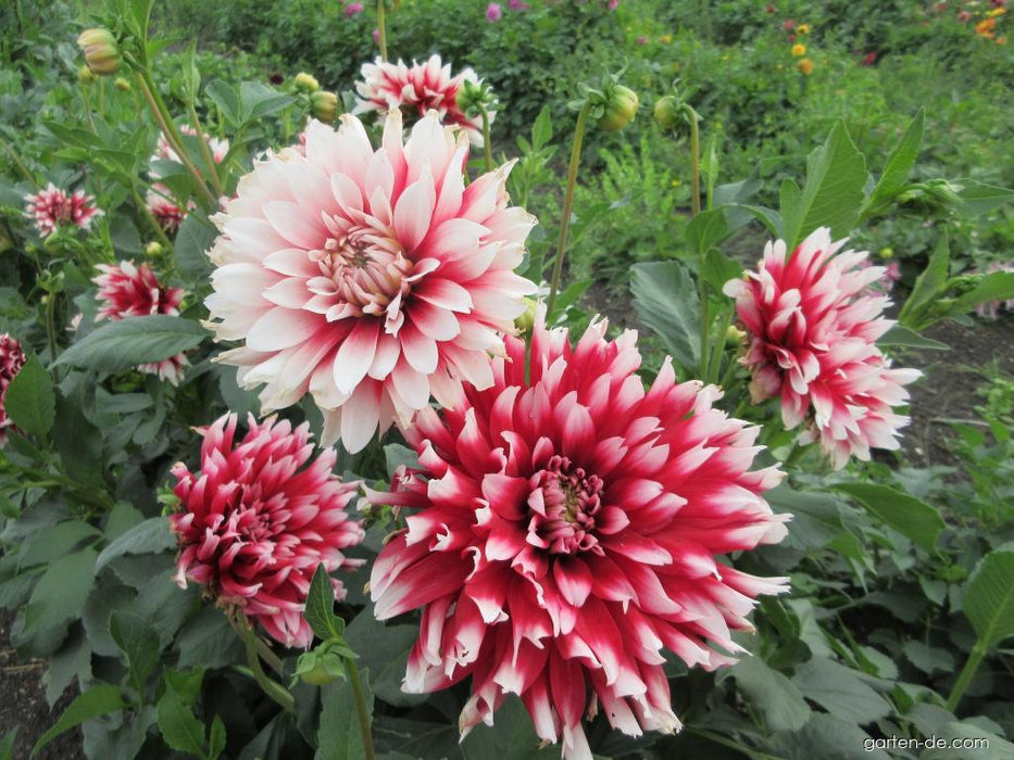 DAHLIA - Dinnerplate - Red Empire - Caribbean garden seed
