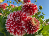DAHLIA - Dinnerplate - Red Empire - Caribbean garden seed