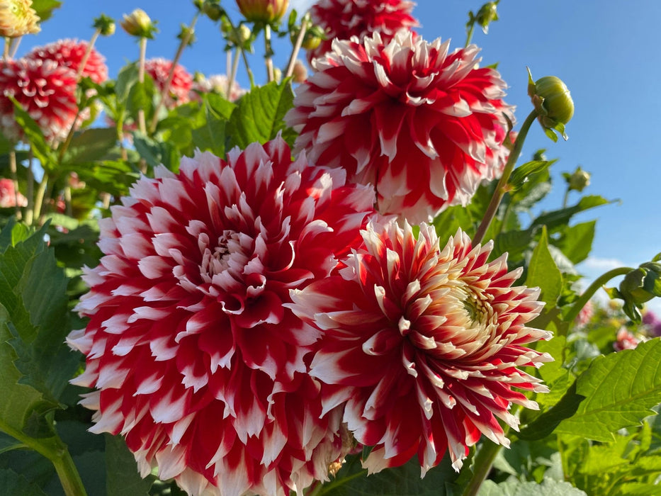 DAHLIA - Dinnerplate - Red Empire - Caribbean garden seed