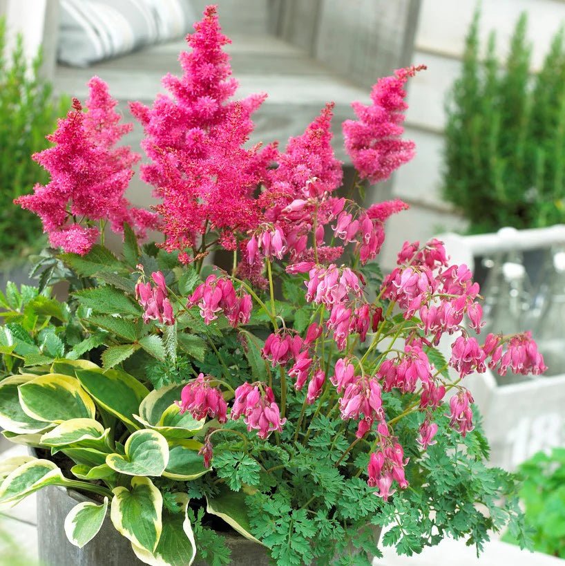 SHADE LOVING PLANT