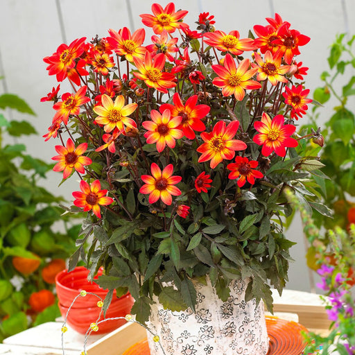 Dahlia Dark Angel - Star Wars - Caribbean garden seed