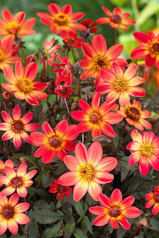 Dahlia Dark Angel - Star Wars - Caribbean garden seed